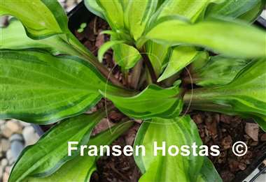 Hosta Pineapple Salsa